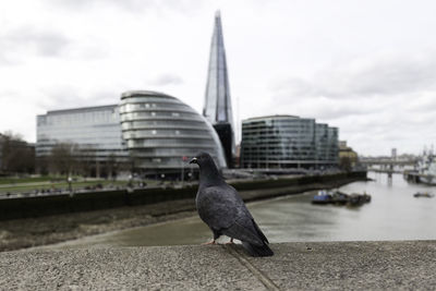 Pigeon perching on retaining wall against buildings in city