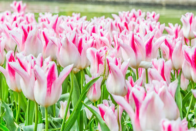 Fresh white tulips. white tulip flowers on the garden, outdoor park. gentle pink tulips decorated