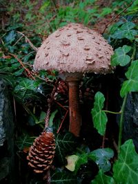 Close-up of mushroom growing on plant