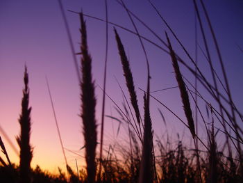 Low angle view of silhouette plants on field against sunset sky