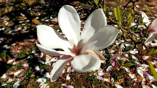 High angle view of white crocus flowers on field