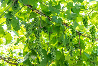 Low angle view of fruits growing on tree