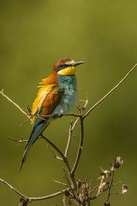 Close-up of bird perching on plant