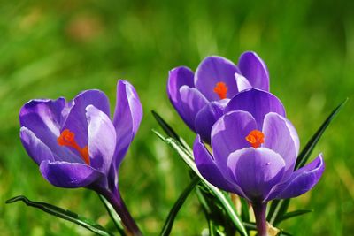 Close-up of purple flower