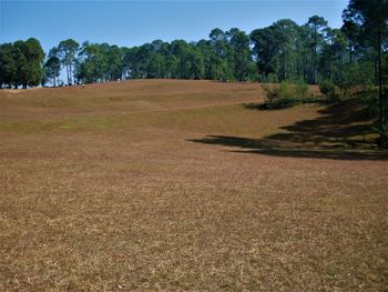 Scenic view of trees on field against sky