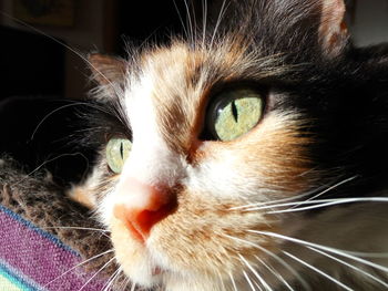 Close-up portrait of cat