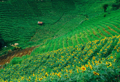 Scenic view of agricultural field