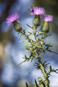 Close-up of purple thistle flowers