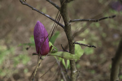 Close-up of purple flower