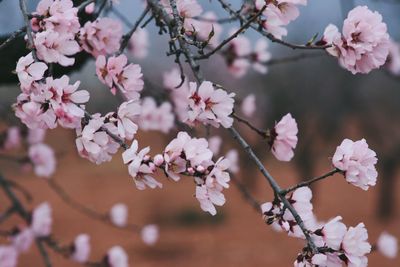 Pink flowers blooming on tree