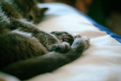 Close-up of cat lying on bed