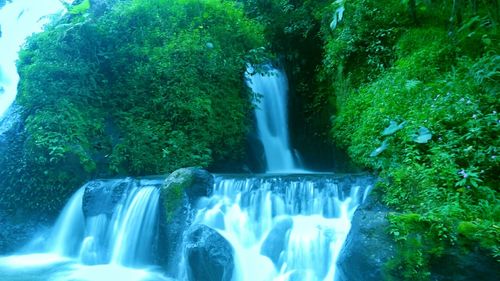 Scenic view of waterfall in forest