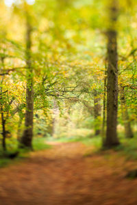 Close-up of grass in forest