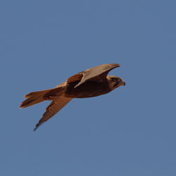 Low angle view of eagle flying against clear sky