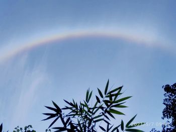 Low angle view of plant against blue sky
