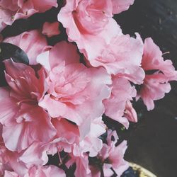 Close-up of pink flower