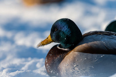 Close-up of a bird in snow