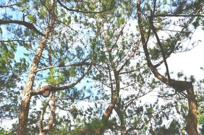 Low angle view of trees in forest against sky