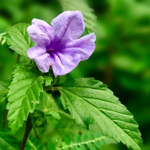 Close-up of purple flower blooming outdoors