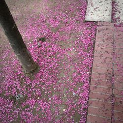 Close-up high angle view of pink flowers