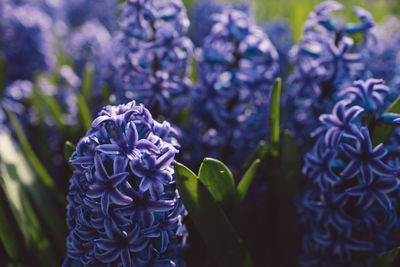 Close-up of purple flowering plant