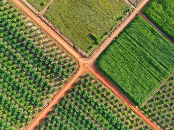 Full frame shot of plants growing on field