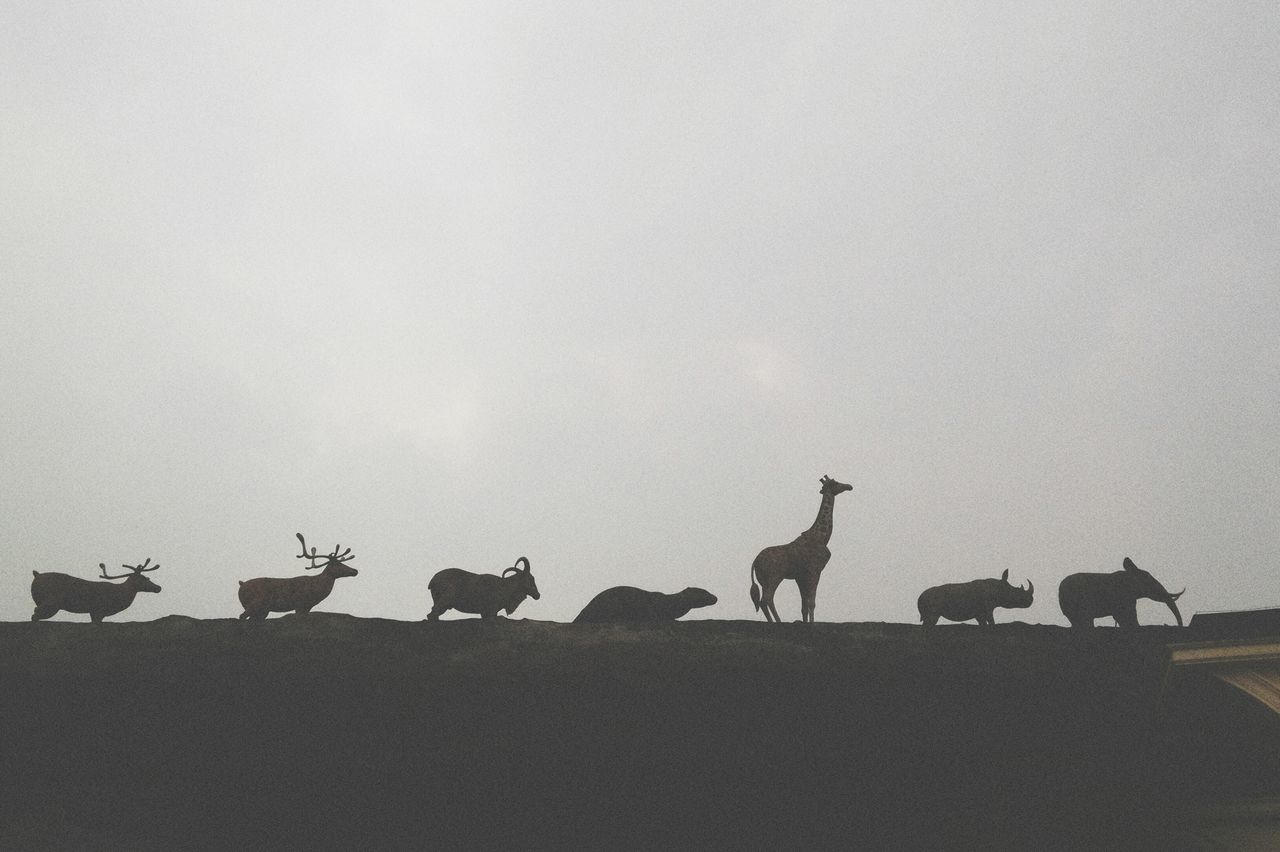 animal themes, bird, animals in the wild, wildlife, copy space, silhouette, clear sky, medium group of animals, perching, sky, flying, nature, two animals, flock of birds, built structure, outdoors, four animals, three animals, low angle view