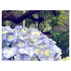 Close-up of white flowers