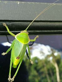 Close-up of insect on plant