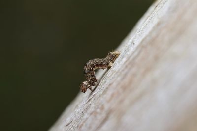 Close-up of insect on wood