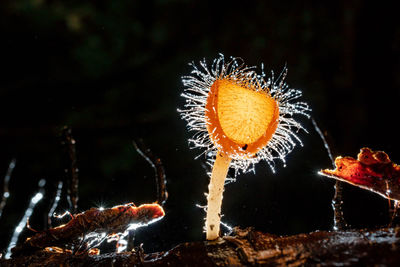 Close-up of mushroom growing in sea