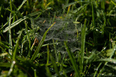 Close-up of raindrops on grass