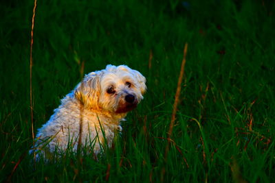 Dog looking away on field