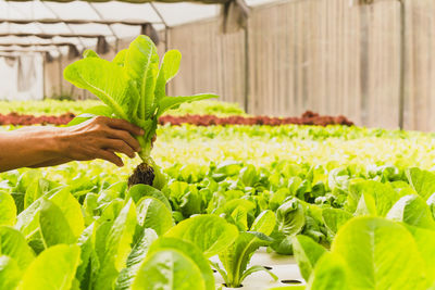 Cropped hand of woman picking green leaves