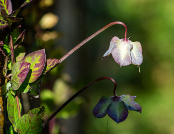 Close-up of flowering plant