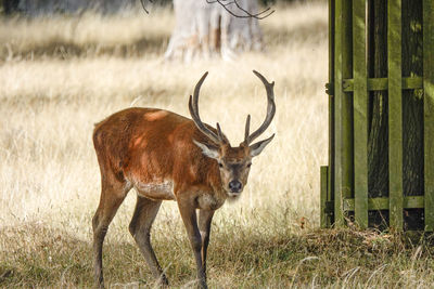 Deer in a field