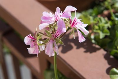 Close-up of pink flowering plant