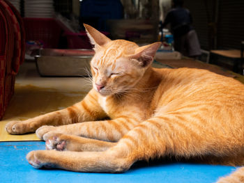 Close-up of a cat resting