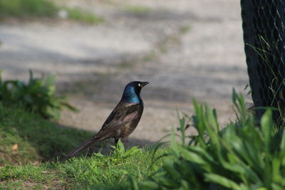 Bird perching on a field