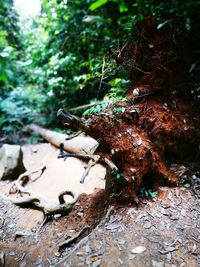 Close-up of caterpillar on tree in forest