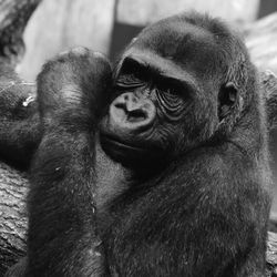 Close-up of gorilla sitting in zoo