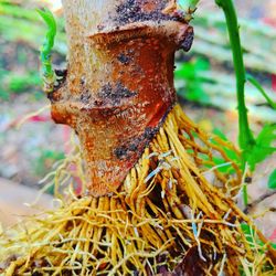 Close-up of insect on tree trunk