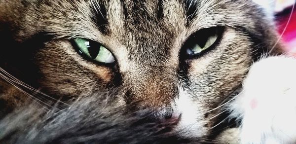 Close-up portrait of a cat