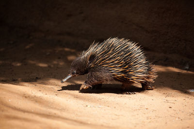 Echidna on field during sunny day