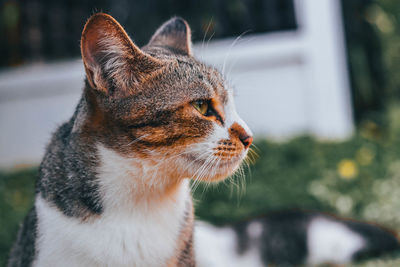 Close-up of a cat looking away