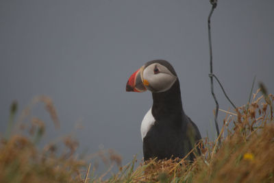 Close-up of bird against blurred background