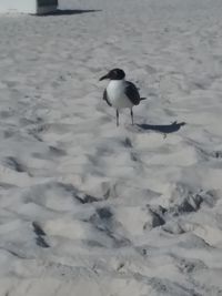 High angle view of bird perching on snow