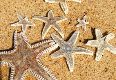 High angle view of starfish on sand