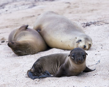 Adorable galapagos baby sea lion seen in closeup staring while lying down on beach