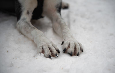 Paws/pads of a siberian husky dog in rovaniemi, finland